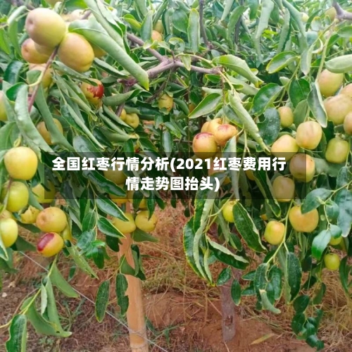 全国红枣行情分析(2021红枣费用行情走势图抬头)