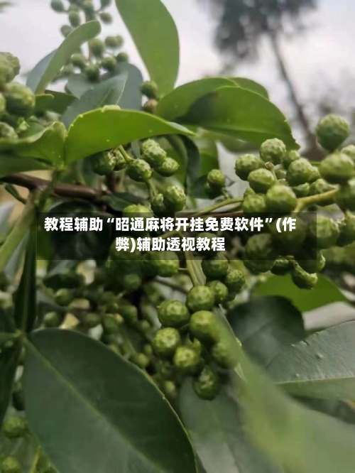 教程辅助“昭通麻将开挂免费软件”(作弊)辅助透视教程-第2张图片