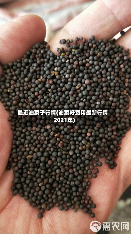 最近油菜子行情(油菜籽费用最新行情2021年)