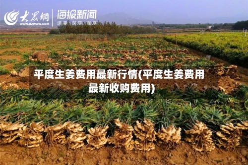 平度生姜费用最新行情(平度生姜费用最新收购费用)-第3张图片