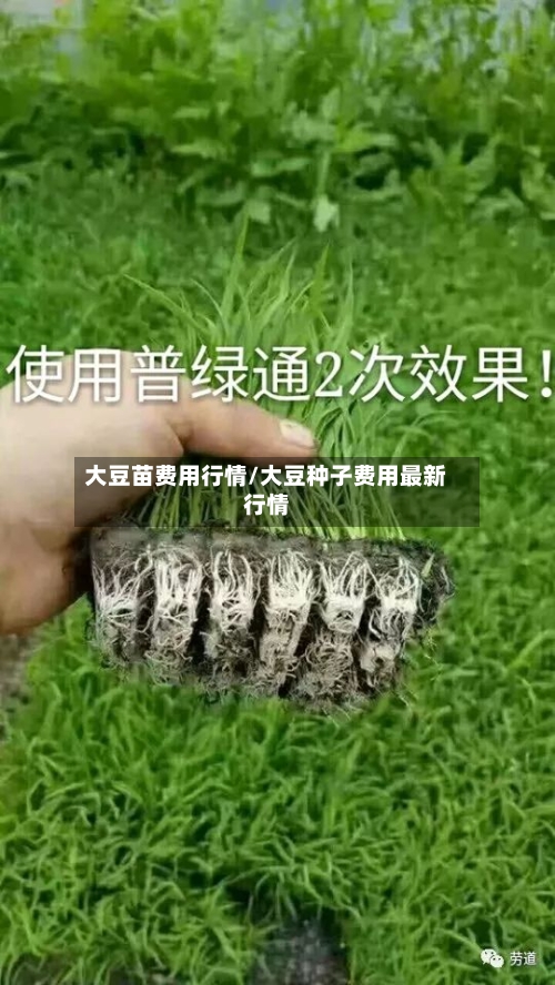 大豆苗费用行情/大豆种子费用最新行情-第2张图片