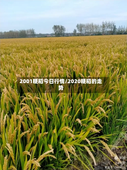 2001粳稻今日行情/2020粳稻的走势