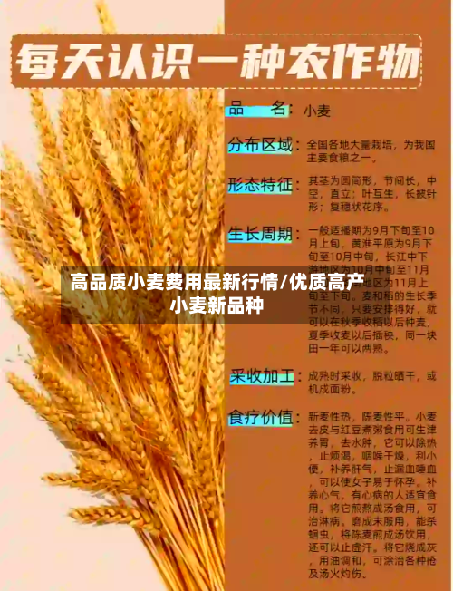 高品质小麦费用最新行情/优质高产小麦新品种-第2张图片
